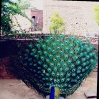Hemant Tomar