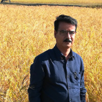 Biman Bora