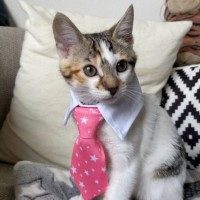 Cat Thompson