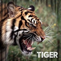 Toby Tiger