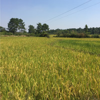 陈小兵