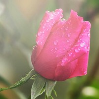 Shahid Moin