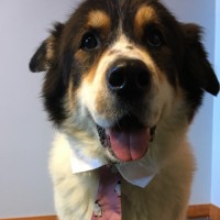 Beau The Dog