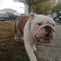 Nuno Leitão