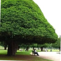 Abdel Rahman Alajarmeh