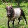 Mithun Bala