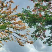 Thiha Wintin