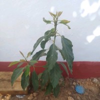 Bilal Hadad