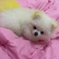 Daisy Ivanna