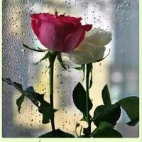 محمد بولعين