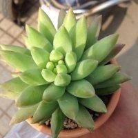 谭建悟