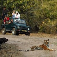 JIM CORBETT NATIONAL PARK 09719701224