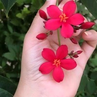 تهاني البلوشي