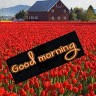 Rahul Thakur