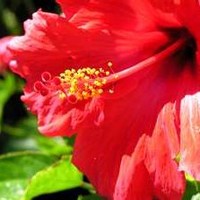 elahe Ele
