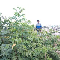 Sidda Raju