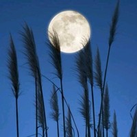 吴敬伟