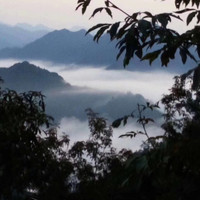 金丽梅