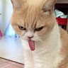 Pariyapich Siengsanoh