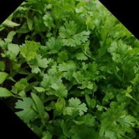 Prasanna Lakshmi Bollineni