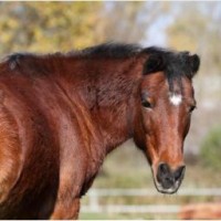 Constance Dupas Gatteau