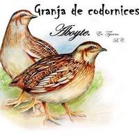 Granja Avícola Aboyte Codorniz y polla de Postura