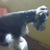Miguel Angel Abonza Tellez