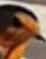 Berd Olo