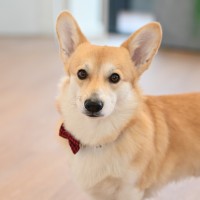 Welcho Corgi