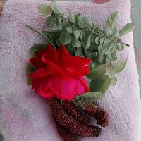 Riya Nirwal