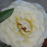 Ather Saeed