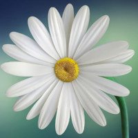 Hafsa A.