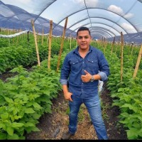 alberto prado