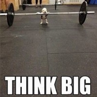 Rawr Fit