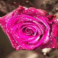 Suraj Ramteke