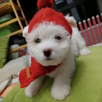 盛彩萍