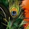 Pavithra P