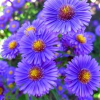 Aster Muhaisna Muhaisna