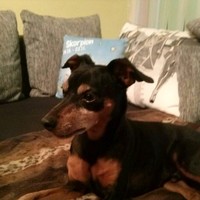 Maximilian Helmetschläger