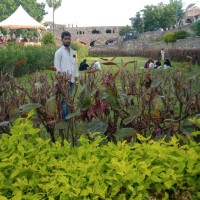Mahesh Mekala