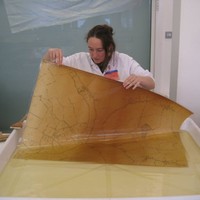 Rosalind Bos