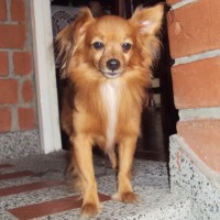 Jose Cossio
