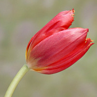 Luma Alsammeraie