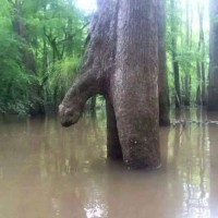 BIG DICK