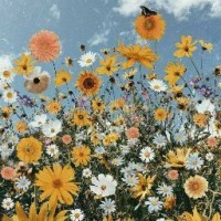 Flower Yellow