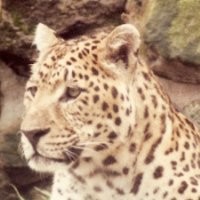 Chakravarthi Bijjala