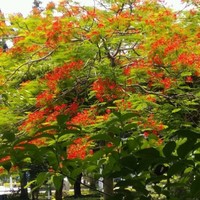 王建元