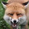 Sam Fox