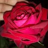 Fatimah Jobber