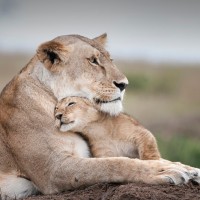 SUSANN WADDINGTON KIM